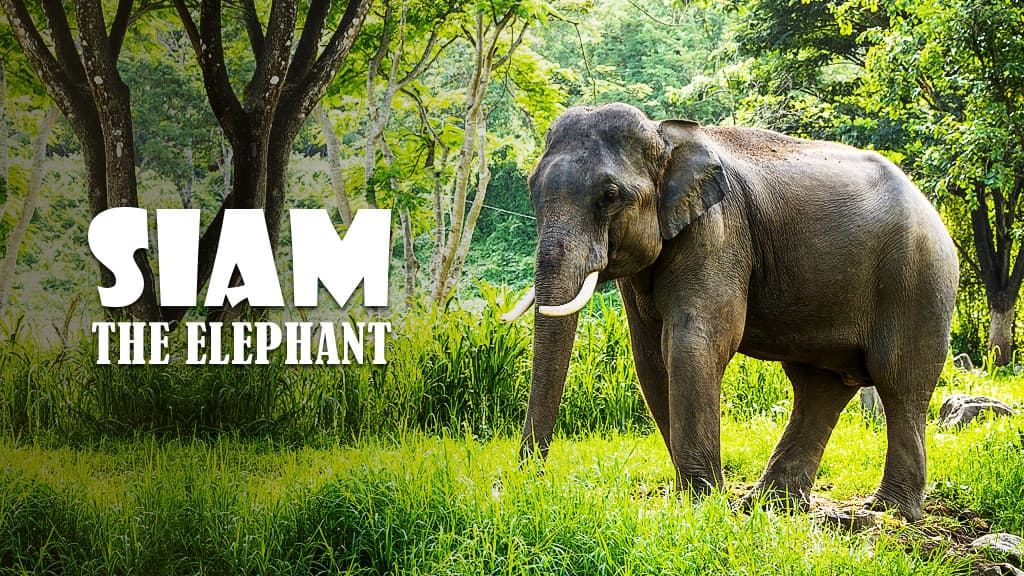 Siam, The Elephant Siam, The Elephant