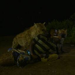 The Hyenas Of Harar