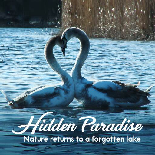 Hidden Paradise: Nature Returns to a Forgotten Lake Hidden Paradise: Nature Returns to a Forgotten Lake