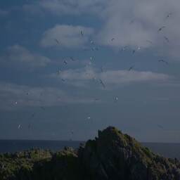 Namanu Rruni - Albatross Island
