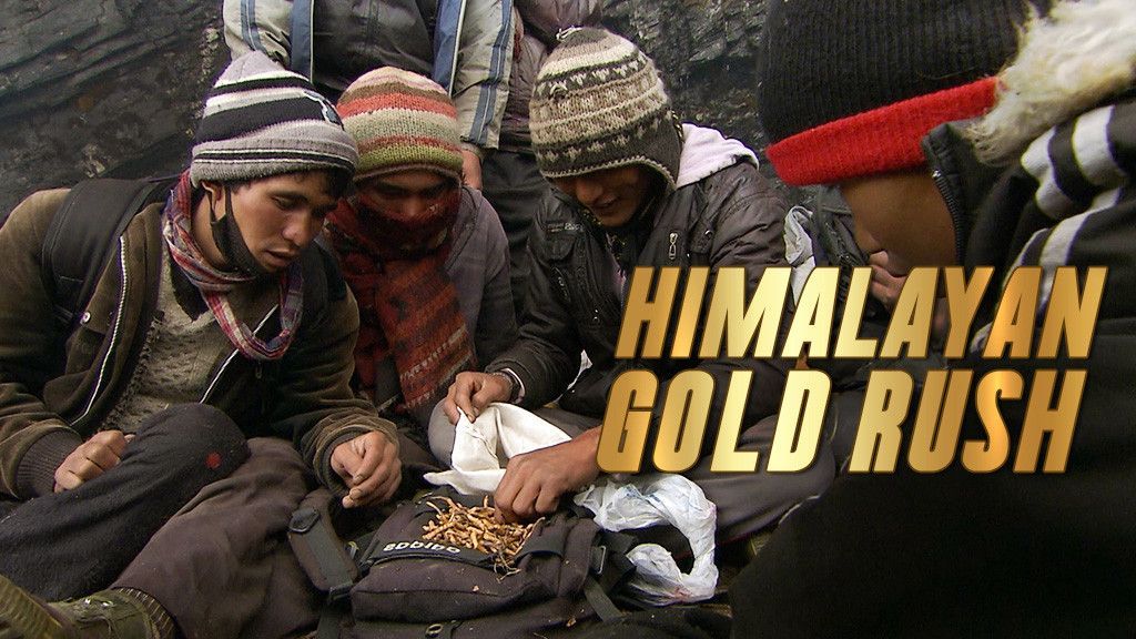 Himalayan Gold Rush