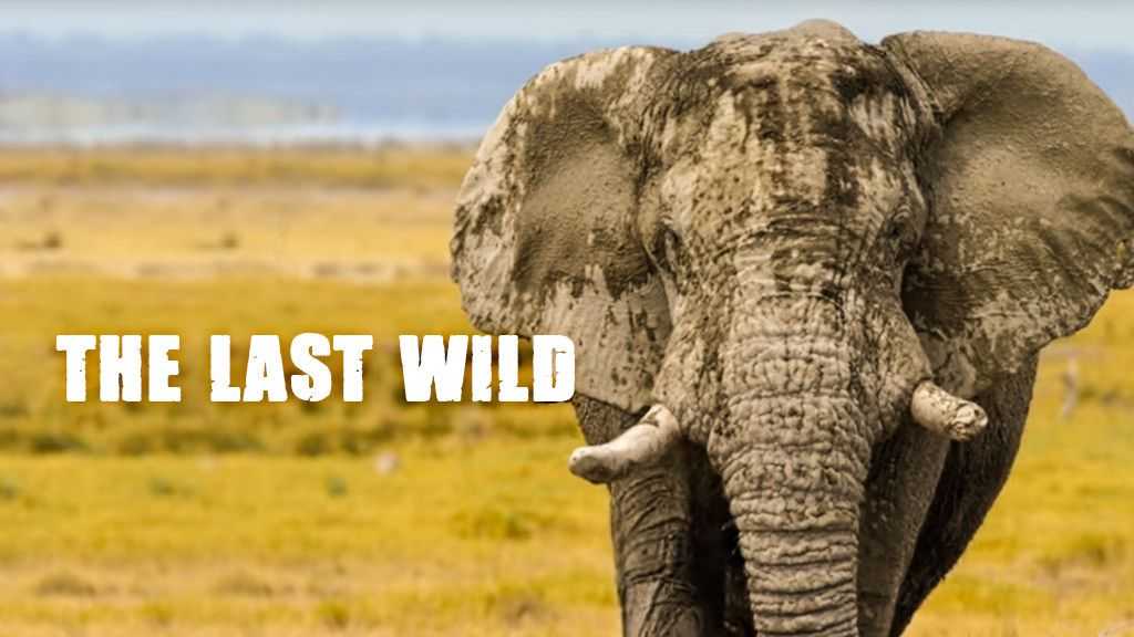 Watch The Last Wild | Online at DocuBay