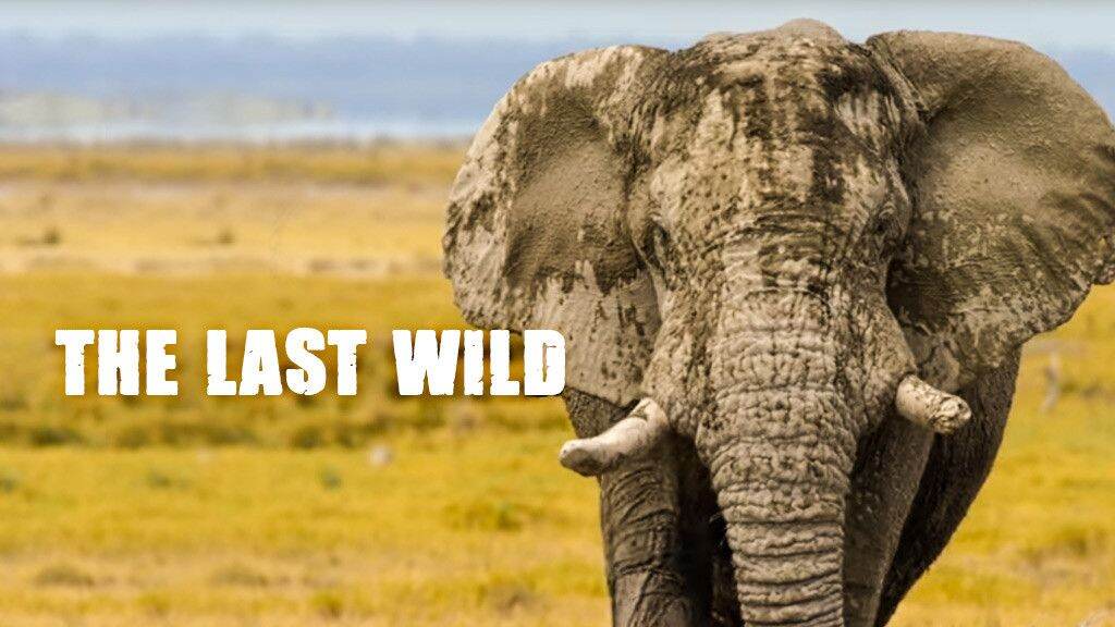 The Last Wild The Last Wild