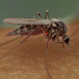 Mosquitoes on the rise