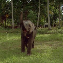 Chandani - The Daughter of the Elephant Whisperer