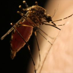 Sprayed: Examining the Link Between Pesticides and Zika