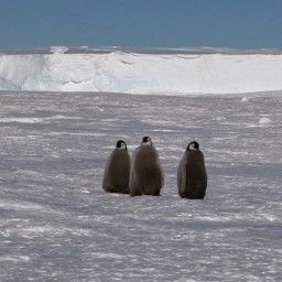ANTARCTICA - TALES FROM THE END OF THE WORLD
