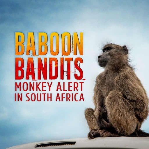 Baboon Bandits: Monkey Alert in South Africa Baboon Bandits: Monkey Alert in South Africa