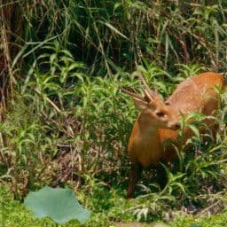 Shuklaphanta, The Other Wild Nepal