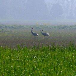 Shuklaphanta, The Other Wild Nepal