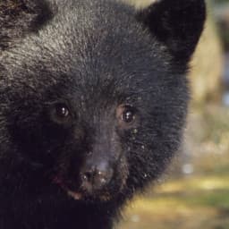 Moksgm'ol : The Quest For The Spirit Bear