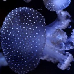 Jellyfish, the Creature of the Century