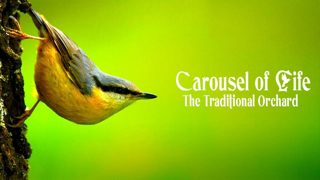 Watch Carousel of Life - The Traditional Orchard | Online at DocuBay Watch Carousel of Life - The Traditional Orchard | Online at DocuBay