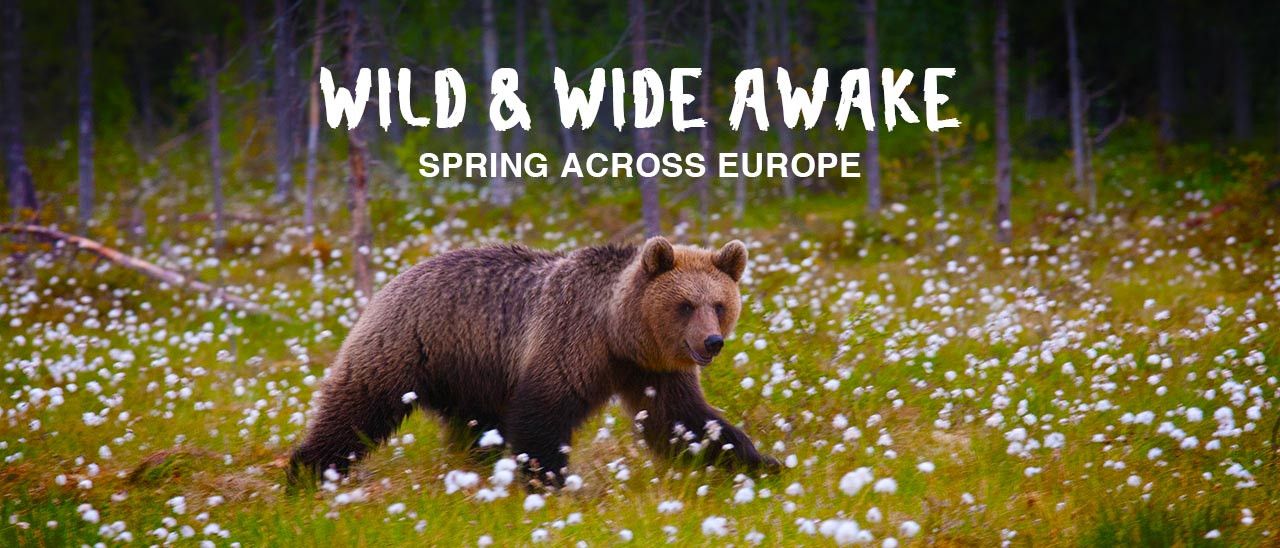Wild & Wide Awake - Spring across Europe
