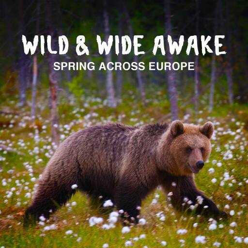 Wild & Wide Awake - Spring across Europe Wild & Wide Awake - Spring across Europe