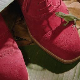 Manolo: The Boy Who Made Shoes for Lizards