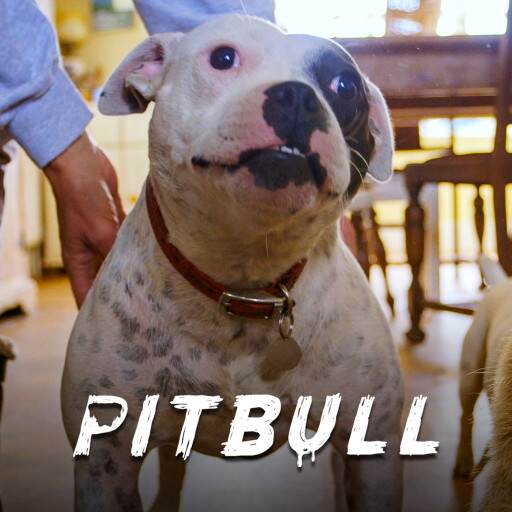Pitbull Pitbull