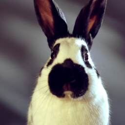 The Surprising World Of Rabbits