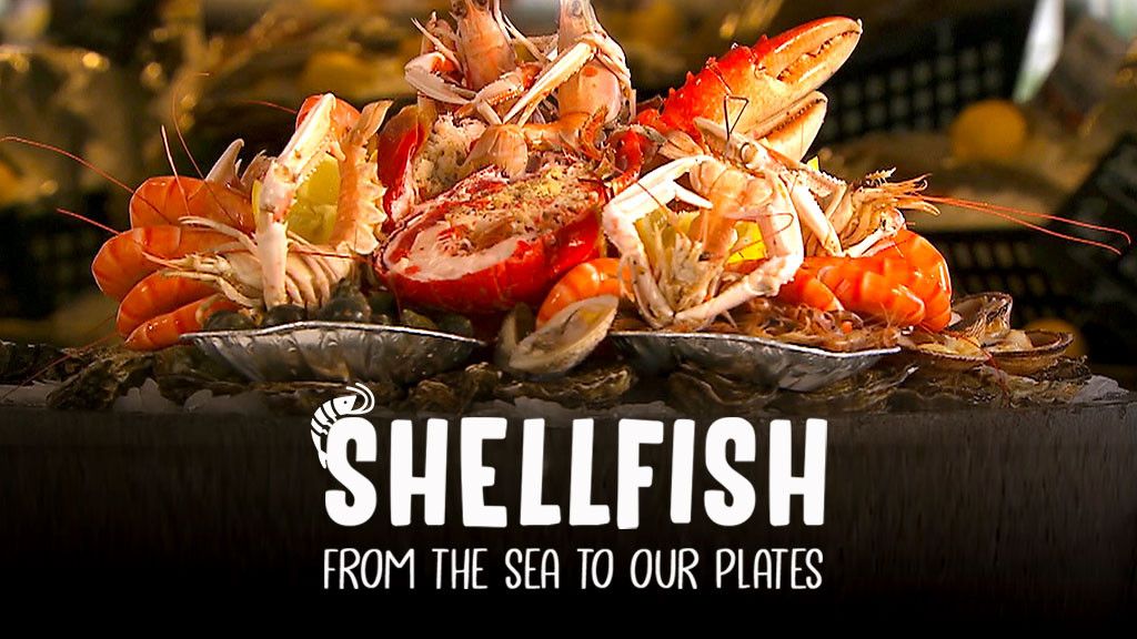 Shellfish: From The Sea To Our Plates