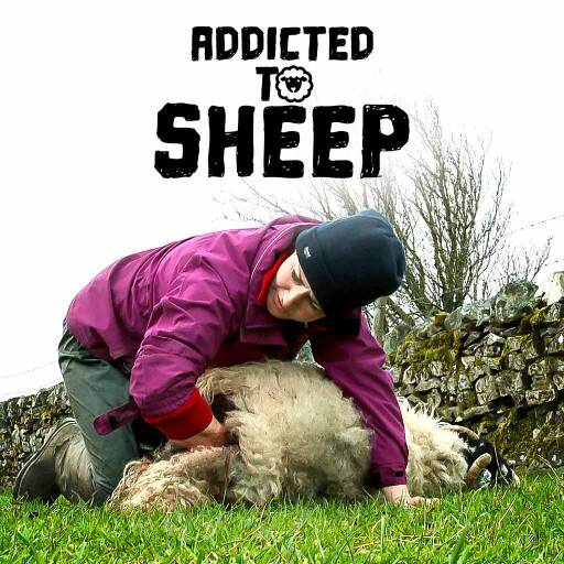 Addicted to Sheep Addicted to Sheep