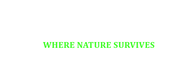 Darkwoods Where Nature Survives