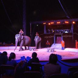 The Incredible Circus Life