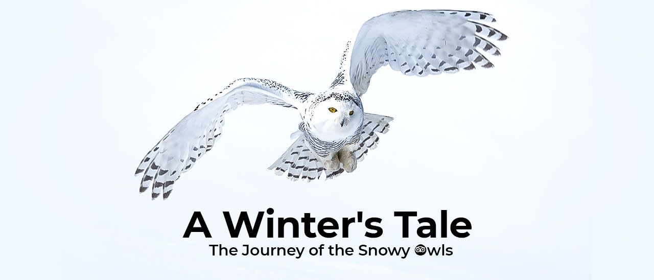 A Winter's Tale - The Journey of the Snowy Owls