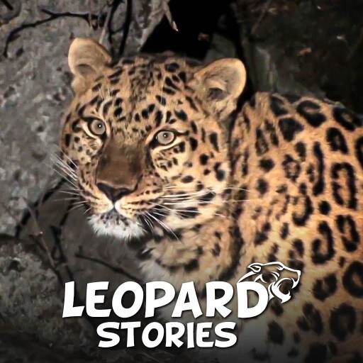 Leopard Stories Leopard Stories