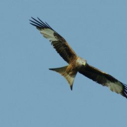 Circus In The Sky: Kites And Harriers