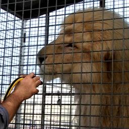Circus Stories: Living with the Lion