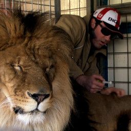Circus Stories: Living with the Lion