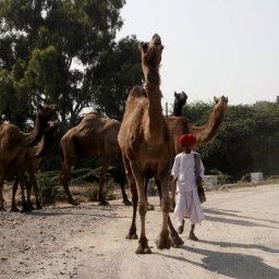 Herders: Guardians Of The Earth- The Camel Herders Of Rajasthan