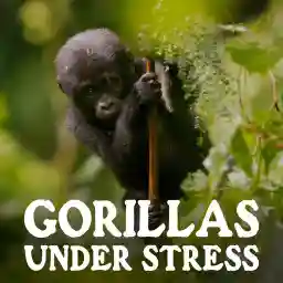 Gorillas Under Stress